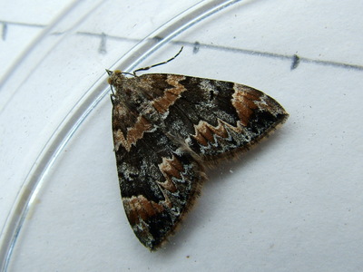 Dark Marbled Carpet